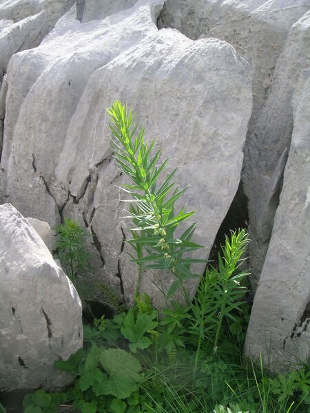Файл:Polygonatum verticillatum.JPG