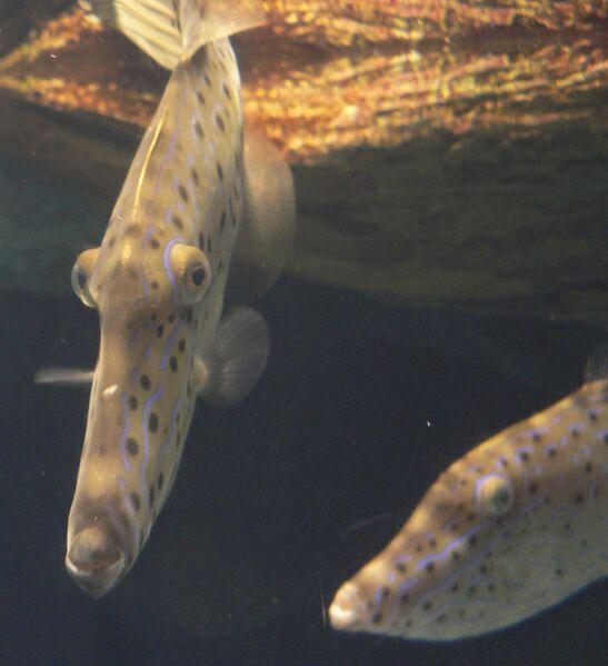 Файл:Aluterus scriptus 01 Pengo.jpg