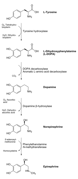 Файл:Catecholamines biosynthesis.svg