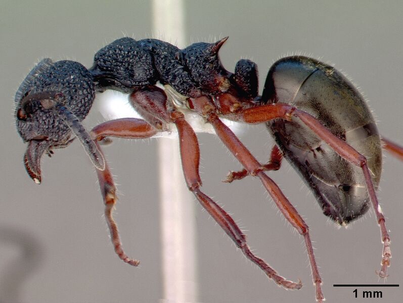 Файл:Dolichoderus scabridus casent0010672 profile 1.jpg