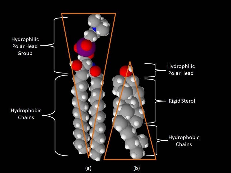 Файл:Space-Filling Model Sphingomyelin and Cholesterol.jpg