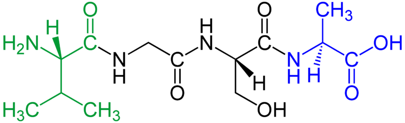 Файл:Tetrapeptide structural formulae v.1.png