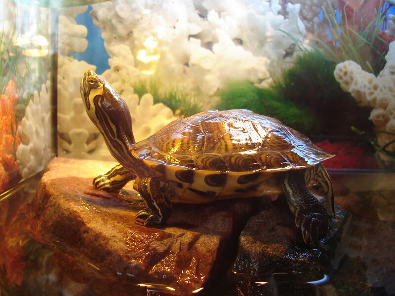 Файл:Trachemys scripta troostii.jpg