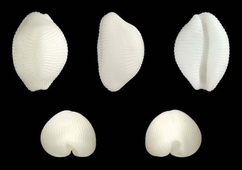 Файл:Trivirostra oryza 01.JPG