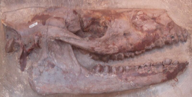 Файл:Anoplotherium commune.JPG