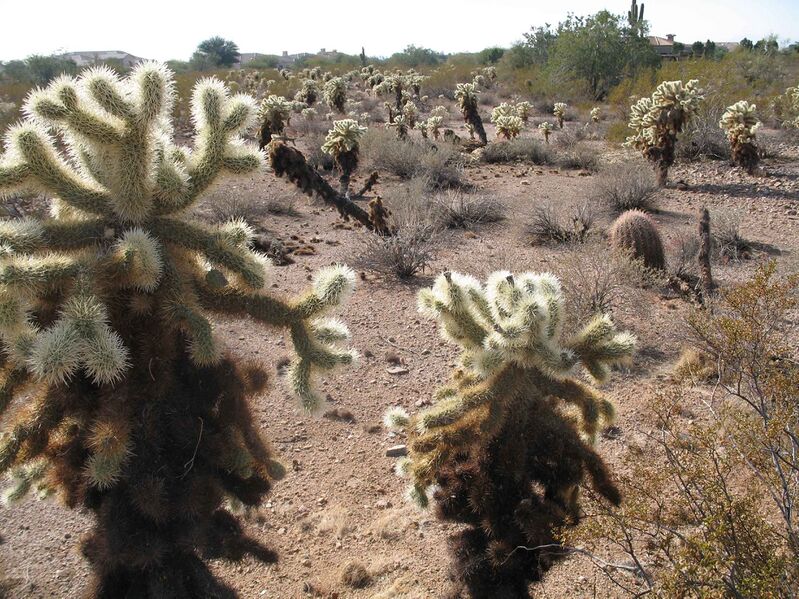 Файл:Cholla desert.JPG