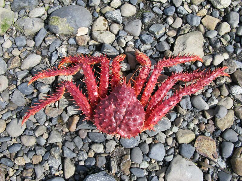 Файл:Dessus.lithodes.santolla.JPG