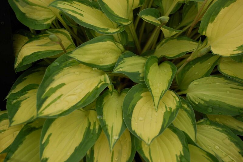 Файл:Hosta 'Island Charm'.JPG