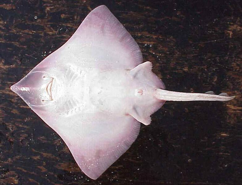 Файл:Raja binoculara ventral.jpg