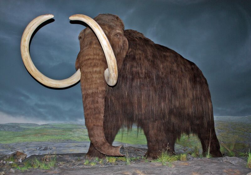 Файл:Woolly Mammoth-RBC.jpg