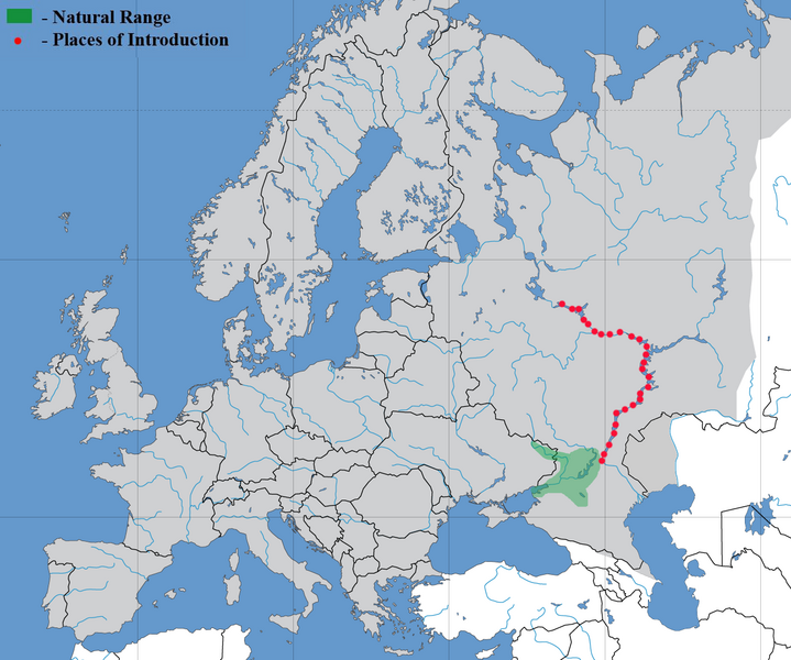 Файл:Benthophilus durelli range.png