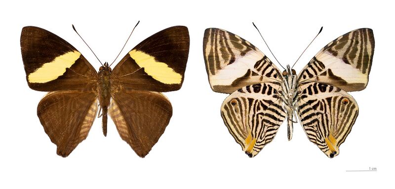 Файл:Colobura dirce dirce MHNT.jpg