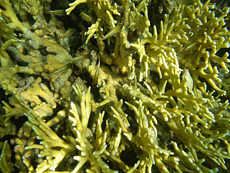 Файл:Fire corals.JPG