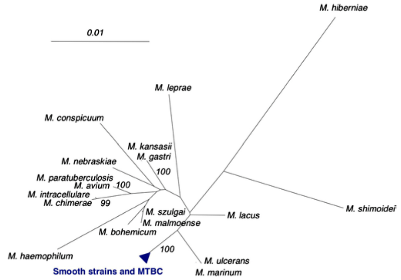 Файл:Mycobacterium phylogenetic tree.png