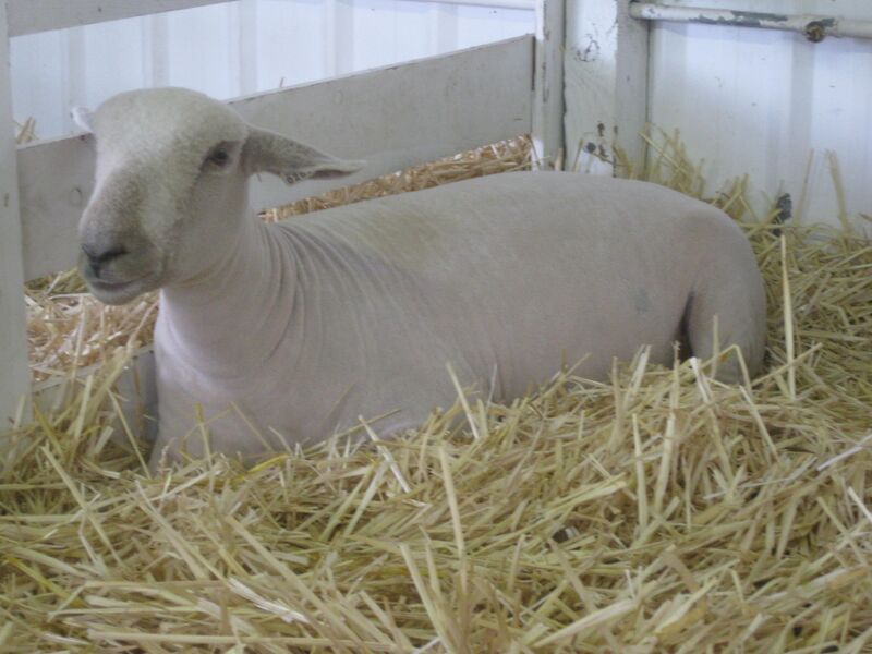 Файл:Southdown Clark County fair.JPG