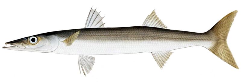Файл:Sphyraena pinguis.jpeg