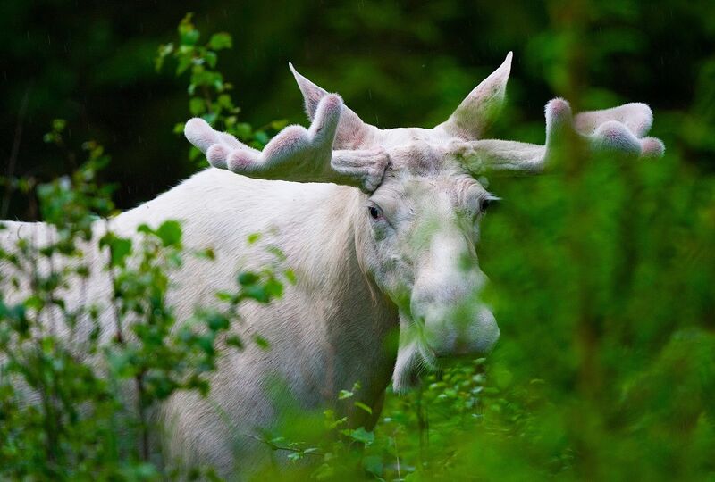 Файл:White moose.jpeg