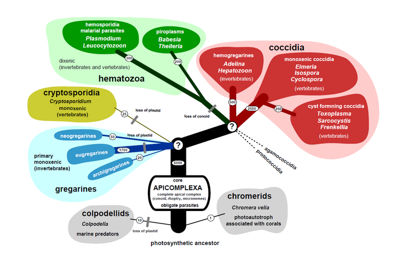 Файл:Apicomplexa tree..png
