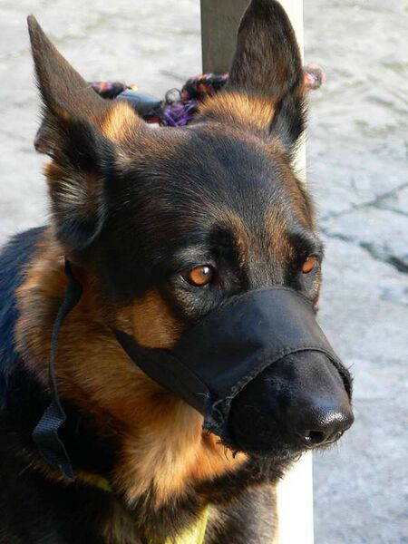 Файл:German Shepherd with muzzle.jpg