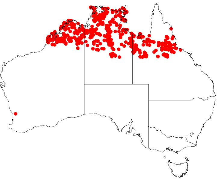 Файл:Hakea arborescensDistMap8.png