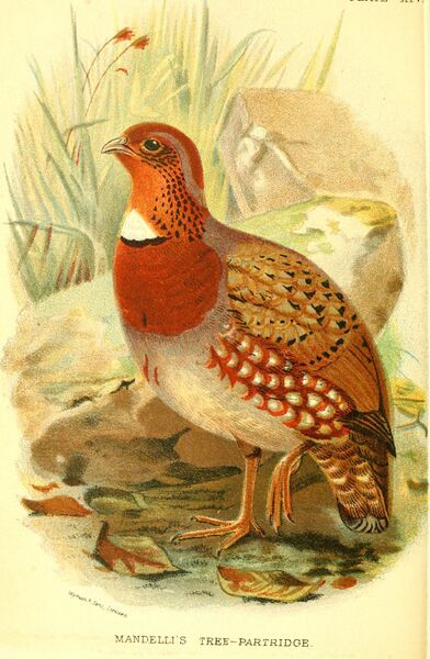 Файл:MandellisTreePartridge.jpg