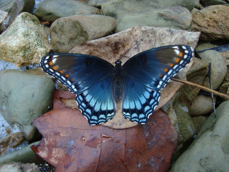 Файл:Red Spotted Purple.JPG