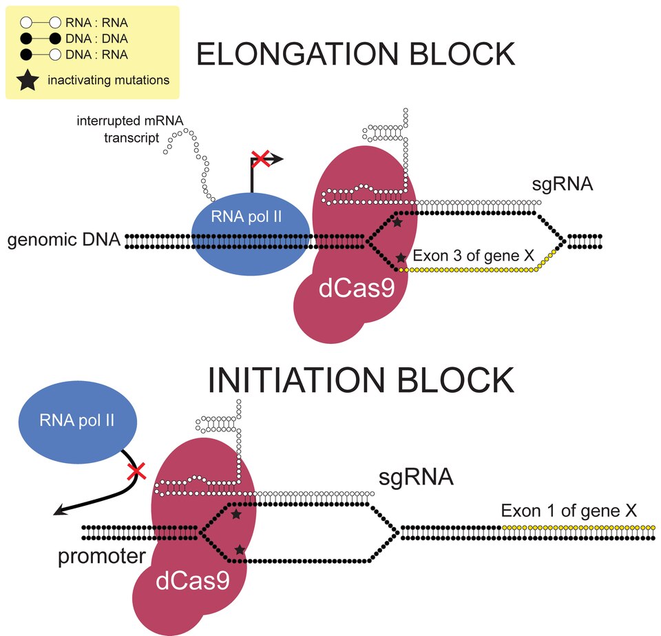Файл:CRISPR Sterics.pdf