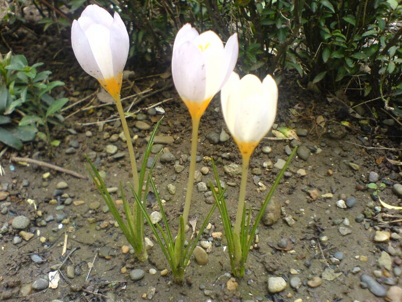 Файл:Crocus caspius.jpg
