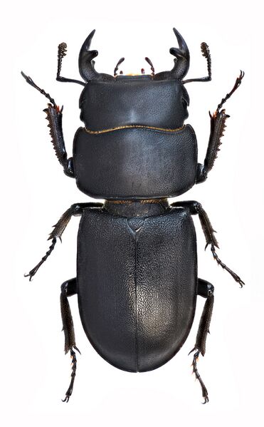 Файл:Dorcus parallelipipedus m.jpg
