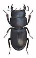 Оленёк обыкновенный (Dorcus parallelipipedus). Самец