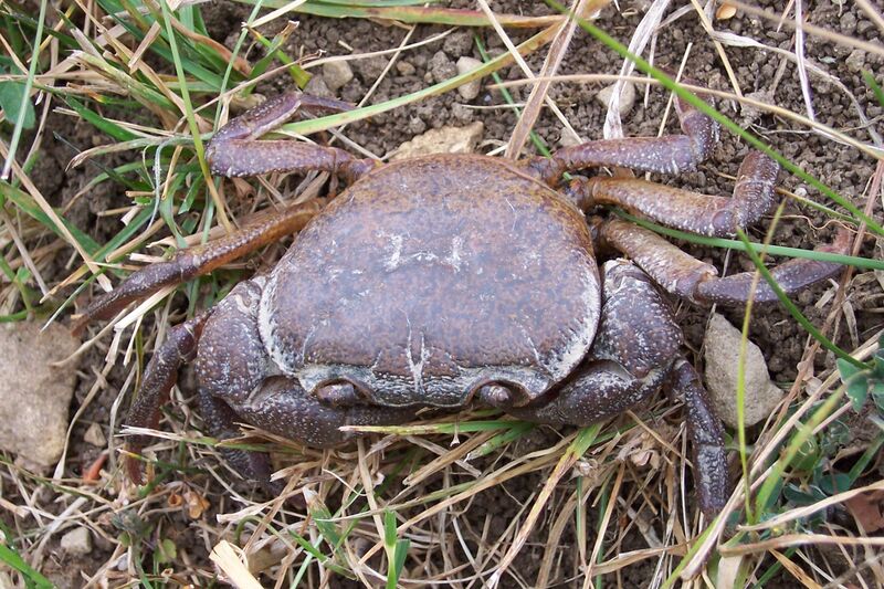 Файл:Potamon.jpg