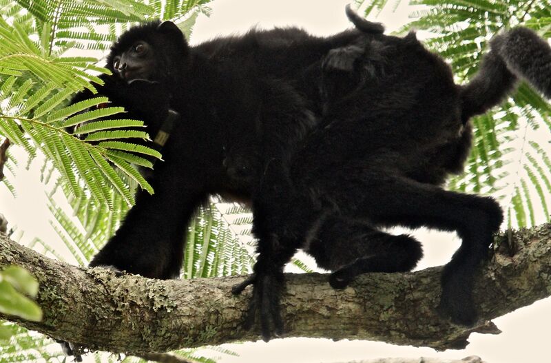 Файл:Propithecus perrieri 001.jpg