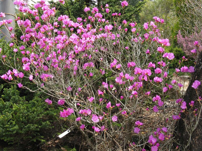 Файл:Rhododendron dauricum3.jpg
