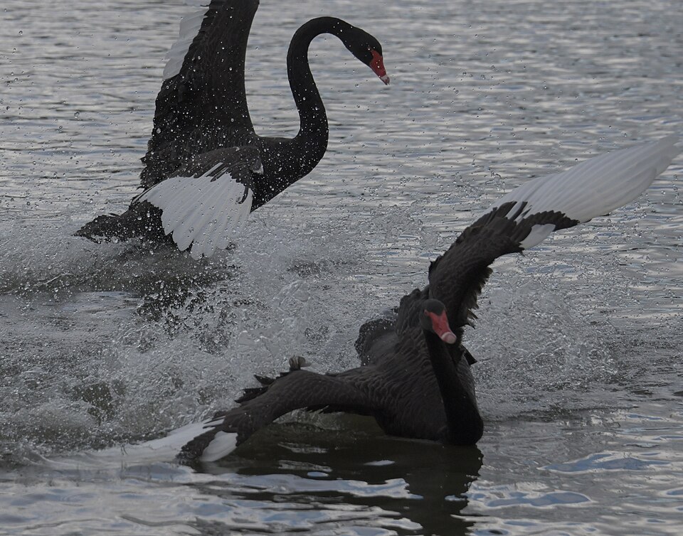 Файл:Swans Fighting 001.jpg