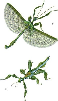 Extatosoma tiaratum