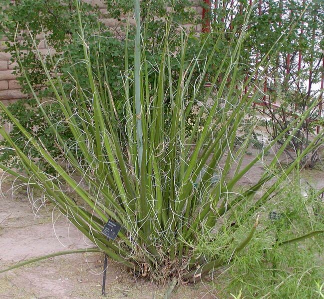 Файл:Hesperaloe funifera whole.jpg