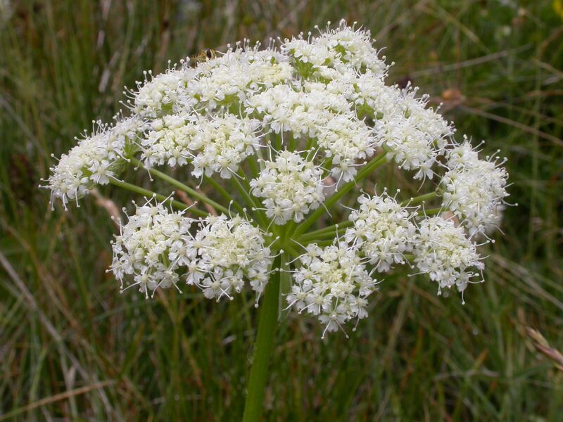 Файл:Laserpitium halleri.JPG
