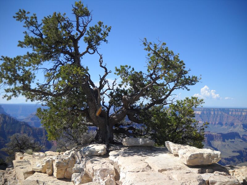 Файл:Pinus edulis oldtree.jpg