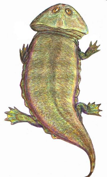 Файл:Plagiosaurus DB.jpg