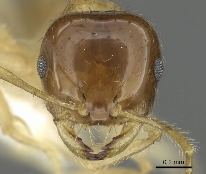 Файл:Recurvidris proles casent0902053 head.jpg