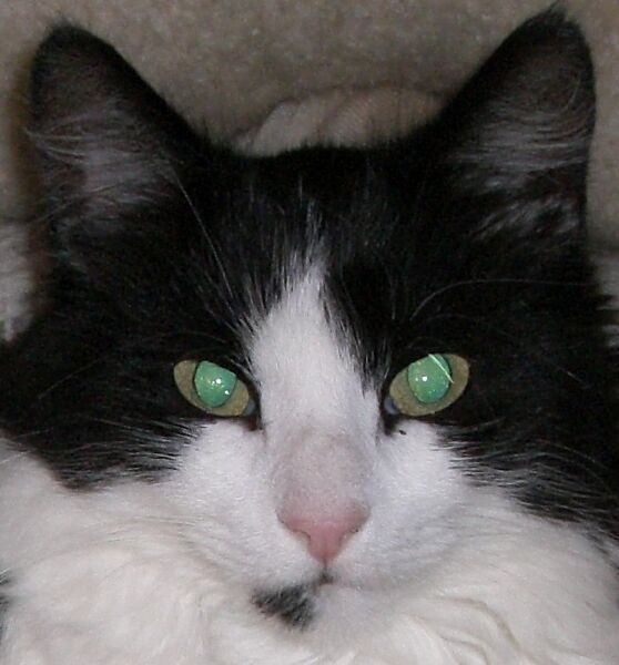 Файл:Reflexion der Augen einer Katze.JPG