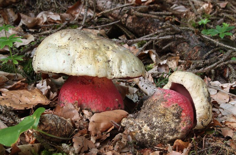 Файл:Satans-Röhrling Boletus satanas.jpg