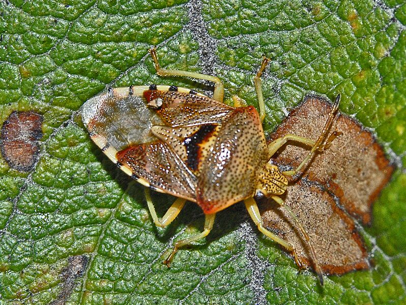 Файл:Acanthosomatide - Elasmucha grisea.JPG