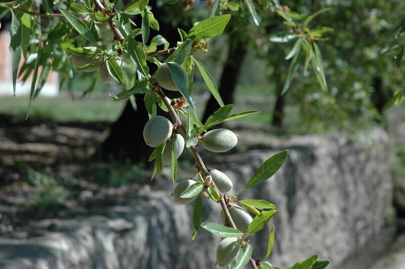 Файл:Almond Tree.jpg