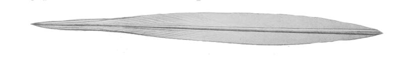 Файл:Architeuthis physeteris.jpg