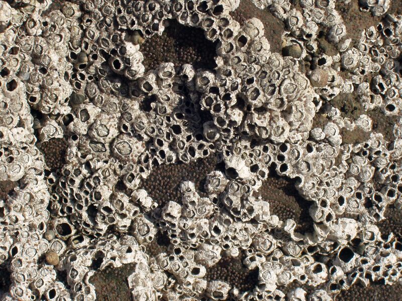 Файл:Barnacles.jpg