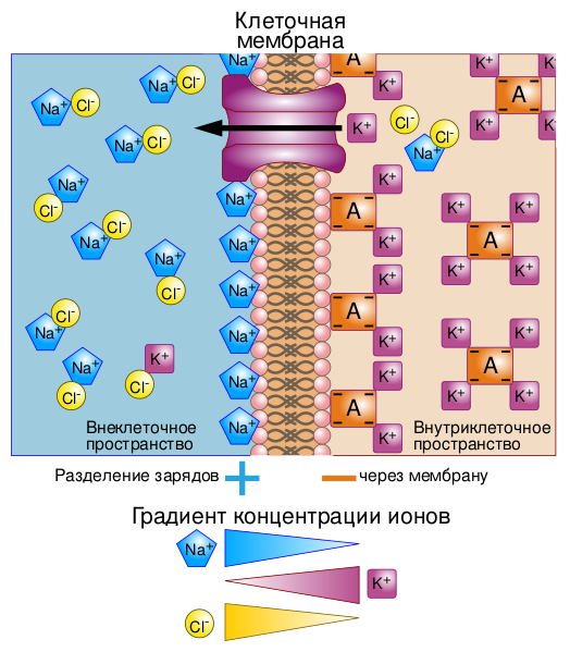 Файл:Basis of Membrane Potential2-ru.svg