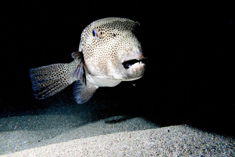 Файл:Giant Pufferfish.JPG