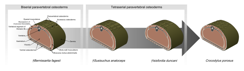 Файл:Neosuchian osteoderms.svg
