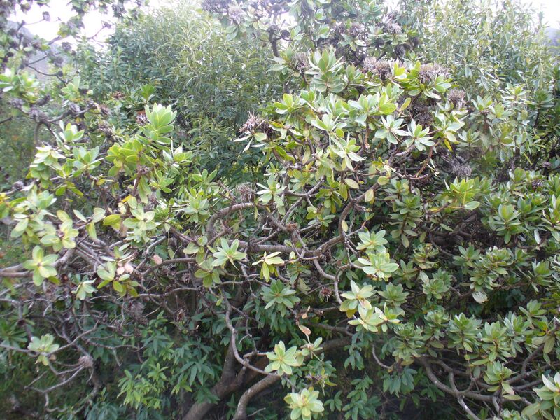 Файл:Protea roupelliae.JPG